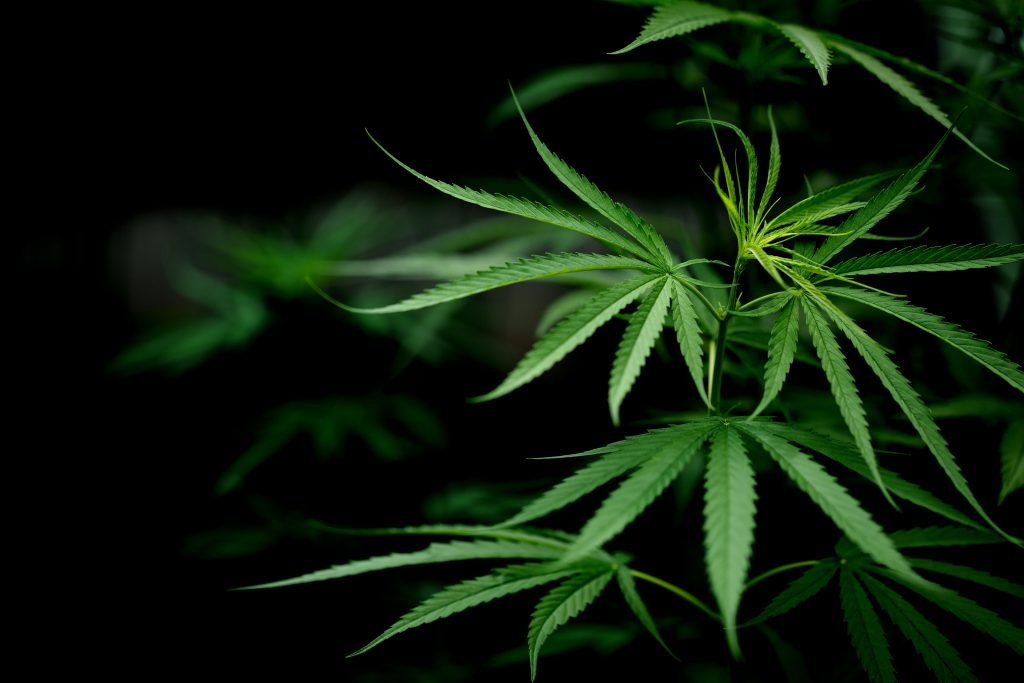 Despenalización del Cultivo del Cáñamo ¿futuras nu