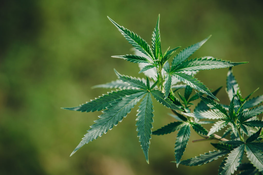 Hacia el desarrollo de la industria del Cannabis p